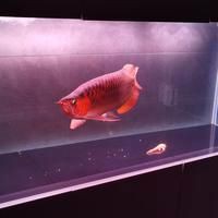紅龍魚最忌三種發(fā)色，紅龍魚發(fā)色最忌諱的三種顏色及其影響紅龍魚發(fā)色過程