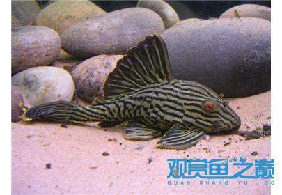 綠皮皇冠豹能長多大，哥倫比亞綠皮皇冠豹