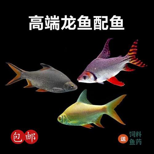 鳳魚圖片，鳳魚圖片1688