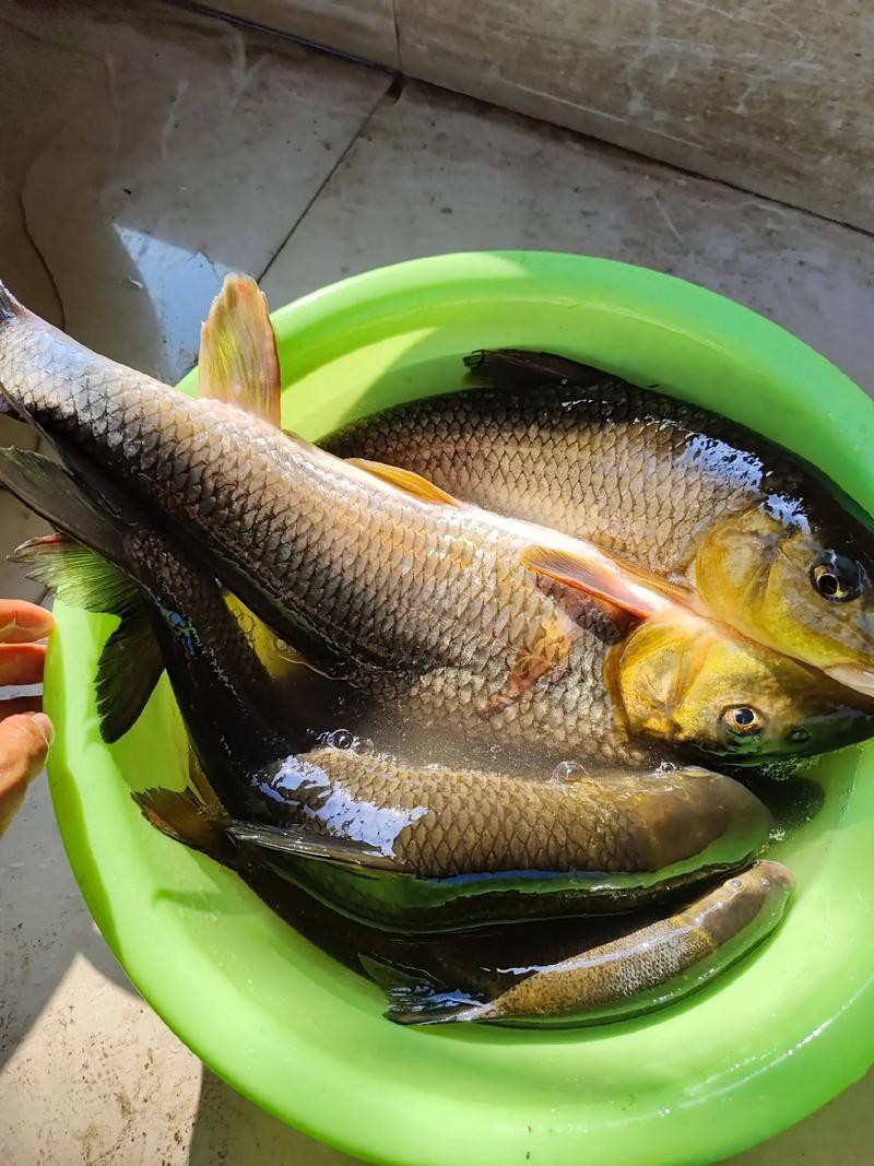 鳳魚圖片，鳳魚圖片1688