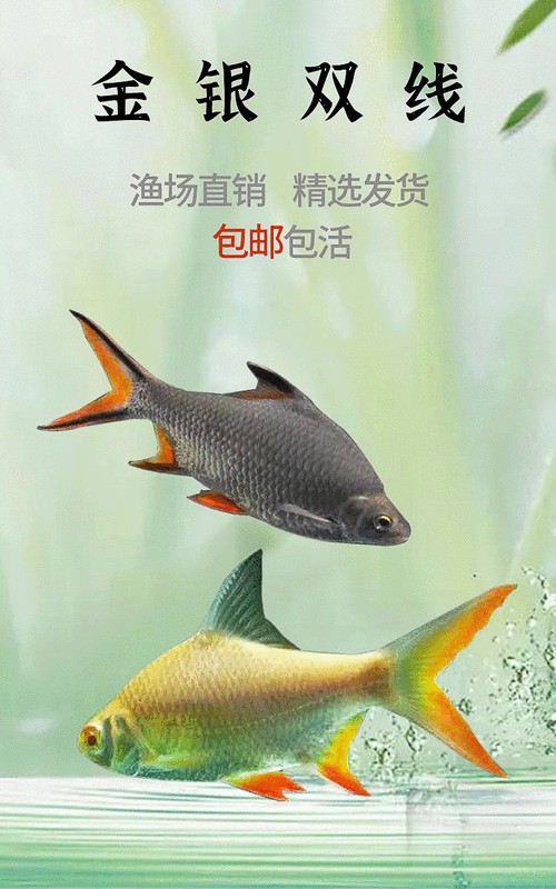鳳魚圖片，鳳魚圖片1688