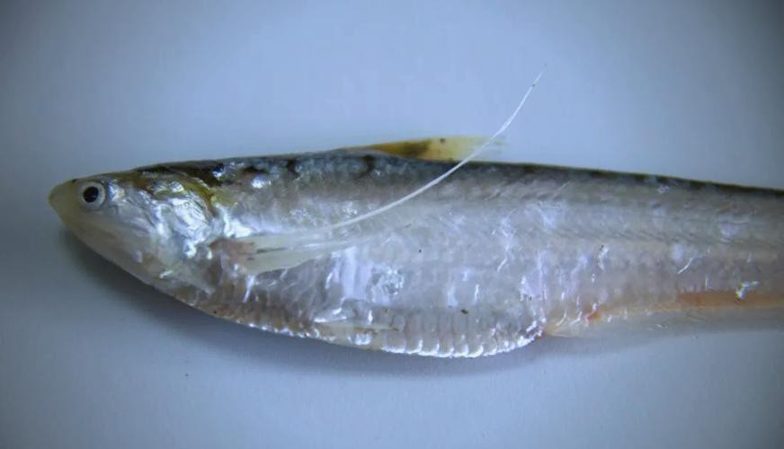鳳魚圖片，鳳魚圖片1688