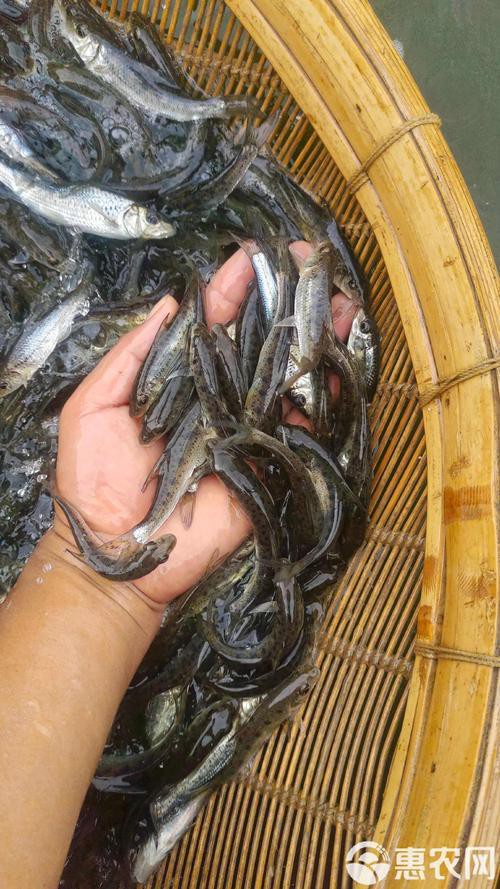 鳳魚圖片，鳳魚圖片1688