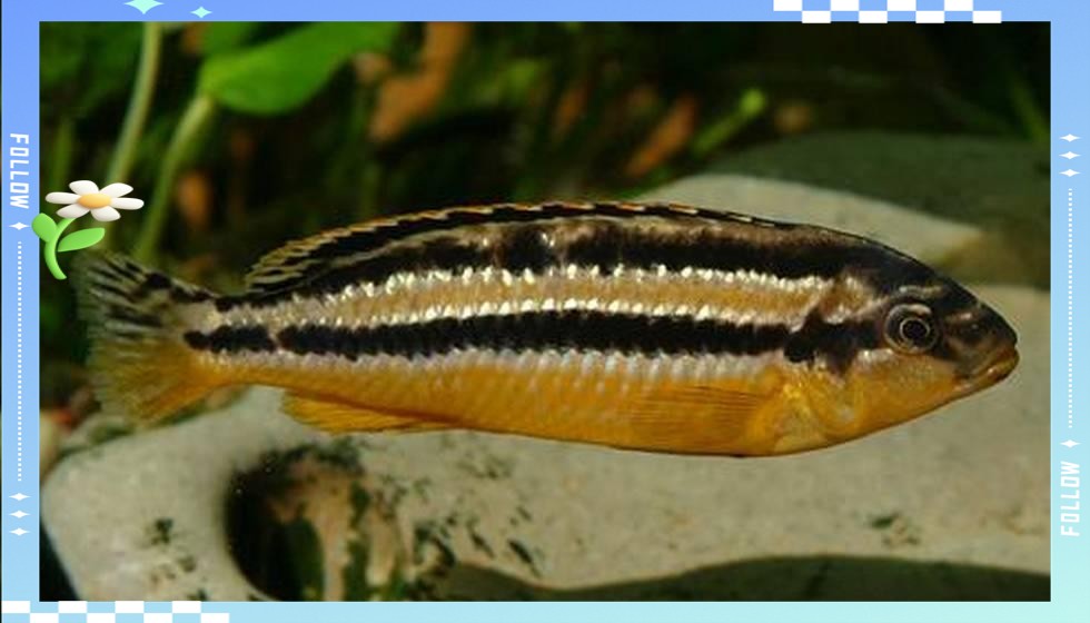 鳳魚圖片，鳳魚圖片1688