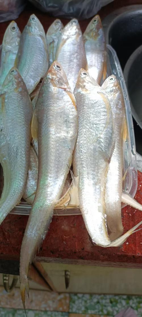 鳳魚圖片，鳳魚圖片1688
