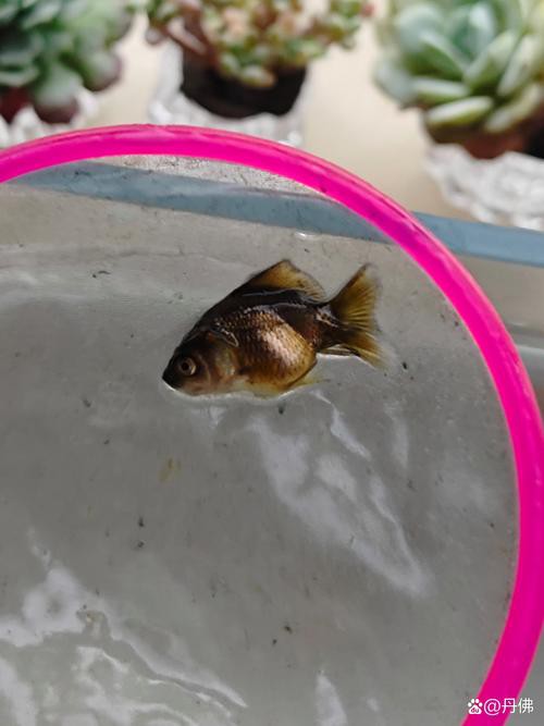 鳳魚圖片，鳳魚圖片1688