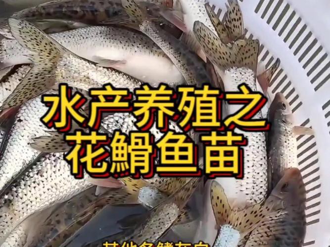 鳳魚圖片，鳳魚圖片1688