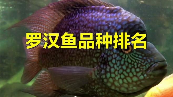 古典羅漢魚有幾個品種，古典羅漢魚品種全解析