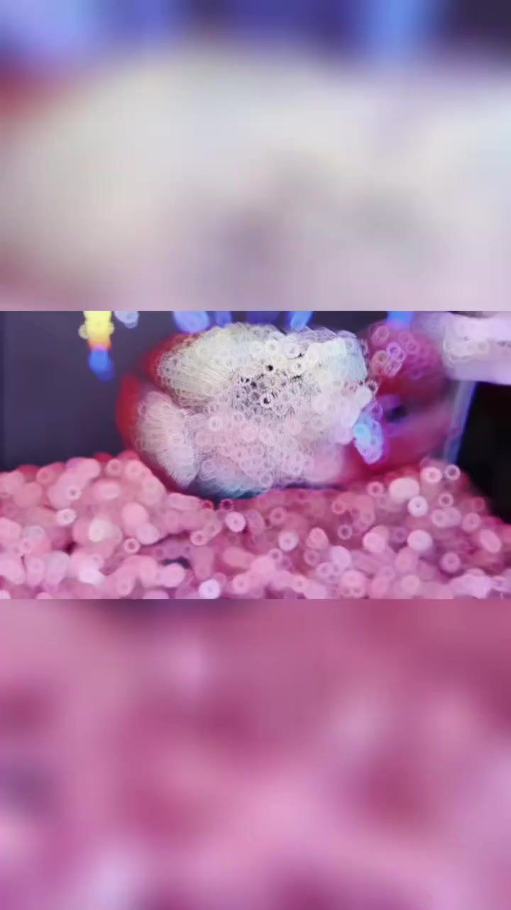 古典羅漢魚有幾個品種，古典羅漢魚品種全解析