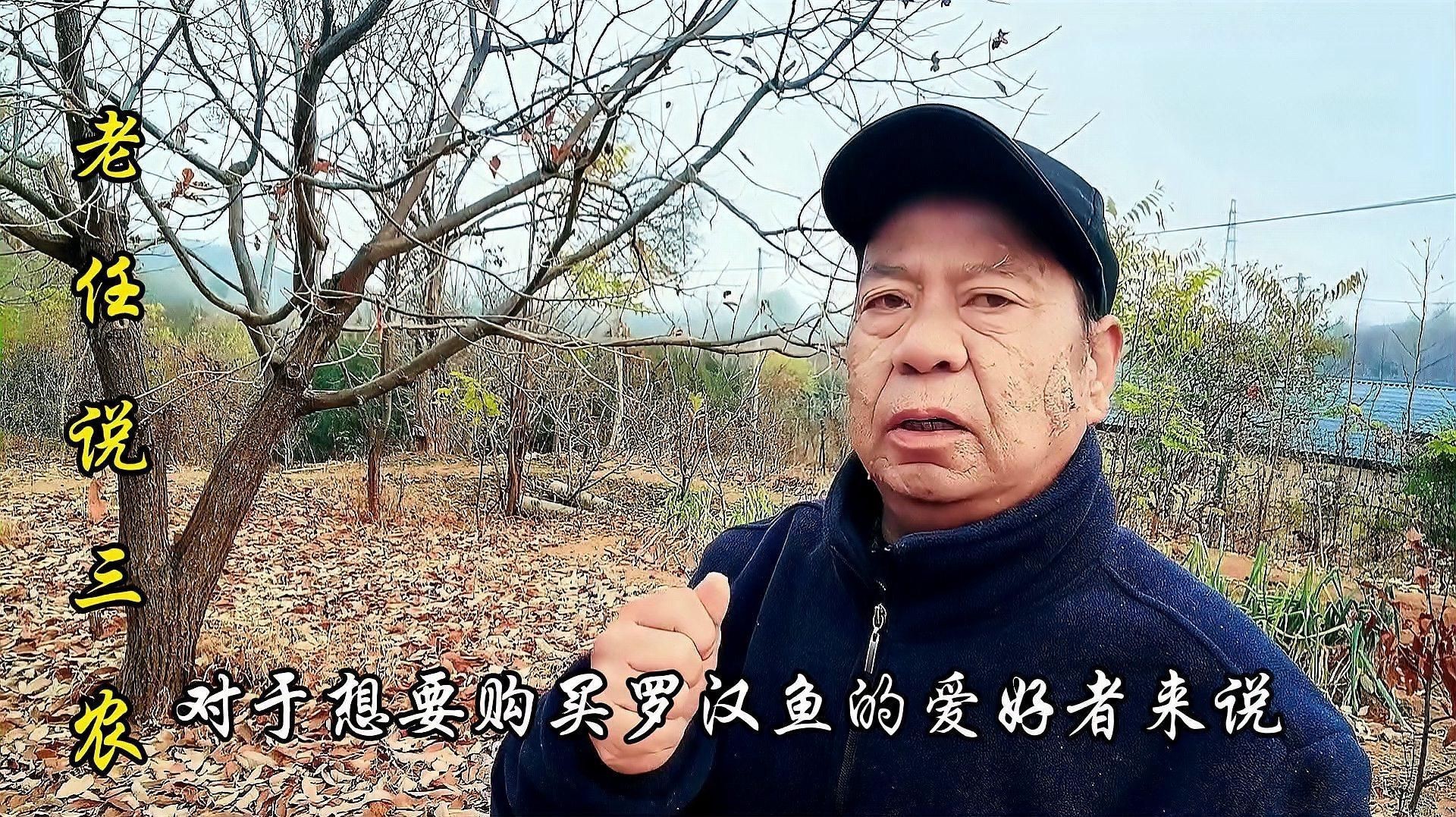 古典羅漢魚有幾個品種，古典羅漢魚品種全解析