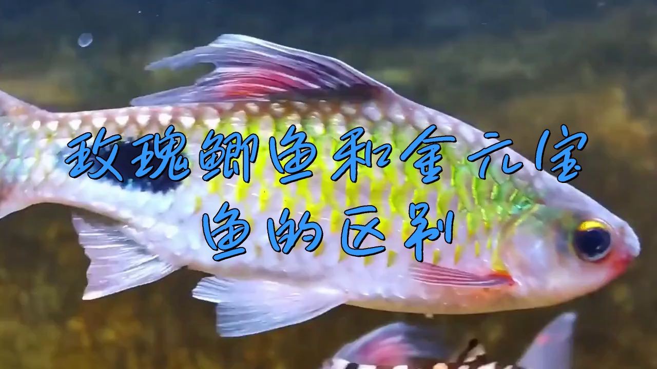 玫瑰鯽魚和金元寶魚的區別，玫瑰鯽魚與金元寶魚有什么區別