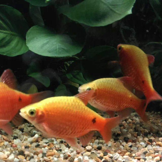 玫瑰鯽魚和金元寶魚的區別，玫瑰鯽魚與金元寶魚有什么區別