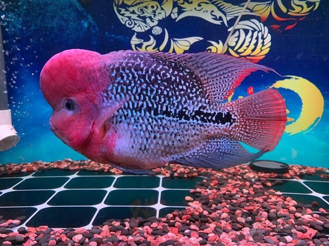 羅漢古典魚圖片，zili羅漢魚品種圖鑒!看看你家的羅漢魚是哪種