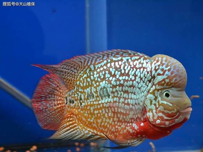 羅漢古典魚圖片，zili羅漢魚品種圖鑒!看看你家的羅漢魚是哪種