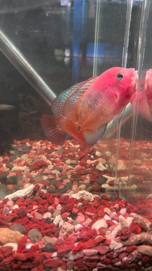 羅漢古典魚圖片，zili羅漢魚品種圖鑒!看看你家的羅漢魚是哪種