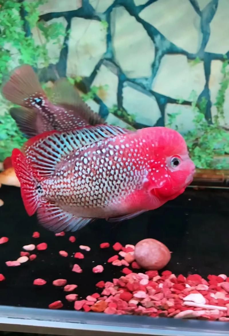 羅漢古典魚圖片，zili羅漢魚品種圖鑒!看看你家的羅漢魚是哪種
