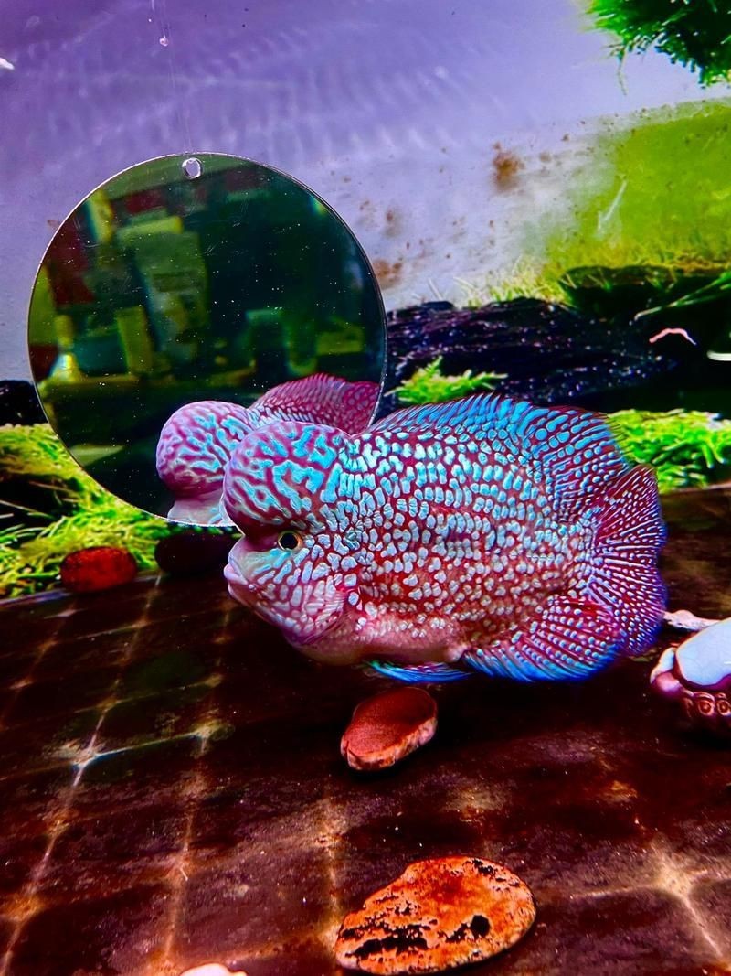 羅漢古典魚圖片，zili羅漢魚品種圖鑒!看看你家的羅漢魚是哪種
