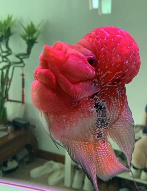 羅漢古典魚圖片，zili羅漢魚品種圖鑒!看看你家的羅漢魚是哪種