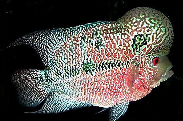 羅漢古典魚圖片，zili羅漢魚品種圖鑒!看看你家的羅漢魚是哪種