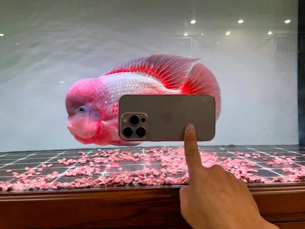 羅漢古典魚圖片，zili羅漢魚品種圖鑒!看看你家的羅漢魚是哪種