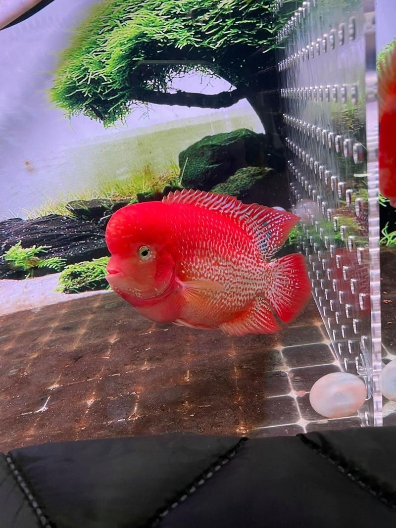 羅漢古典魚圖片，zili羅漢魚品種圖鑒!看看你家的羅漢魚是哪種