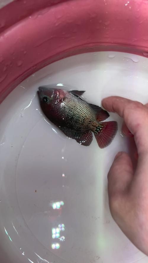 羅漢古典魚圖片，zili羅漢魚品種圖鑒!看看你家的羅漢魚是哪種