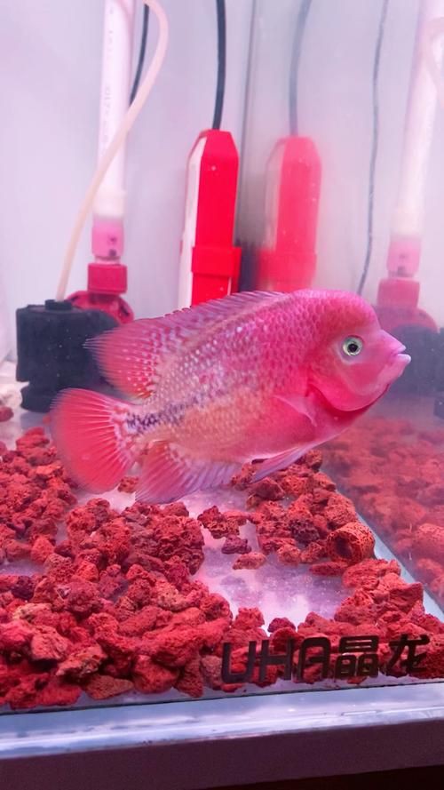 羅漢古典魚圖片，zili羅漢魚品種圖鑒!看看你家的羅漢魚是哪種