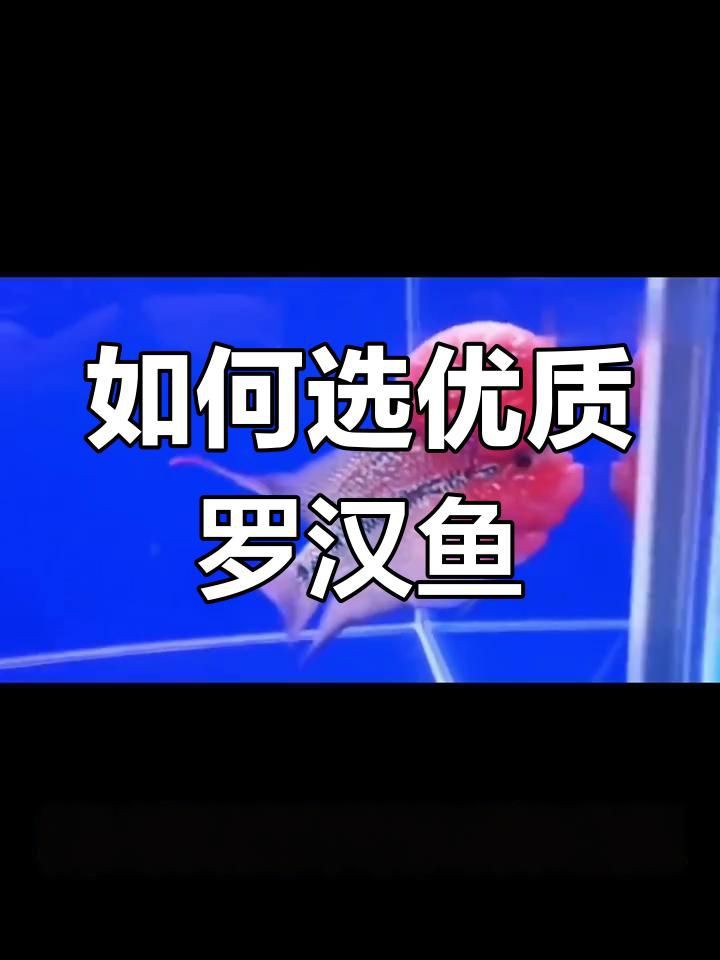 羅漢魚最好的品相，如何挑選羅漢魚？