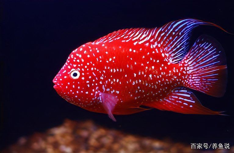 羅漢魚最好的品相，如何挑選羅漢魚？