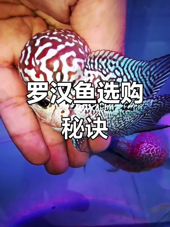 羅漢魚最好的品相，如何挑選羅漢魚？