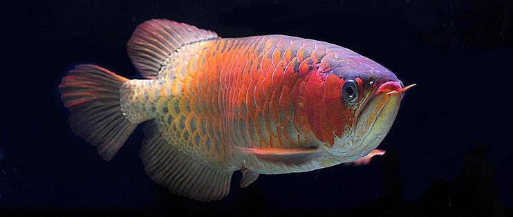 下城龍魚(yú)店