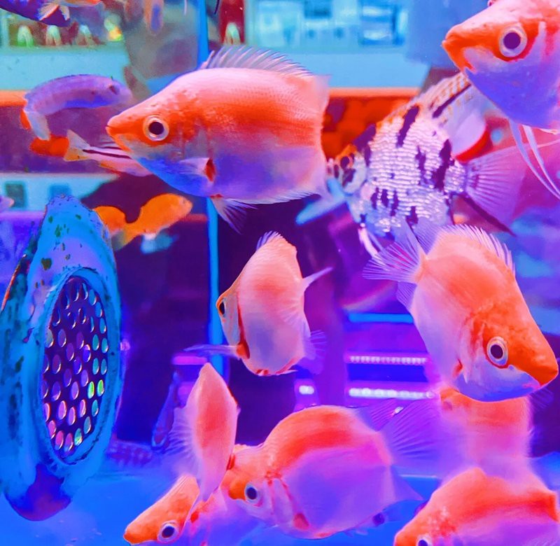 杭州水族店，杭州哪里有大型水族設備供應商