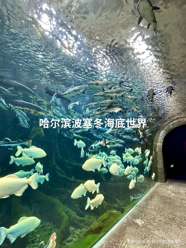 杭州水族店，杭州哪里有大型水族設備供應商