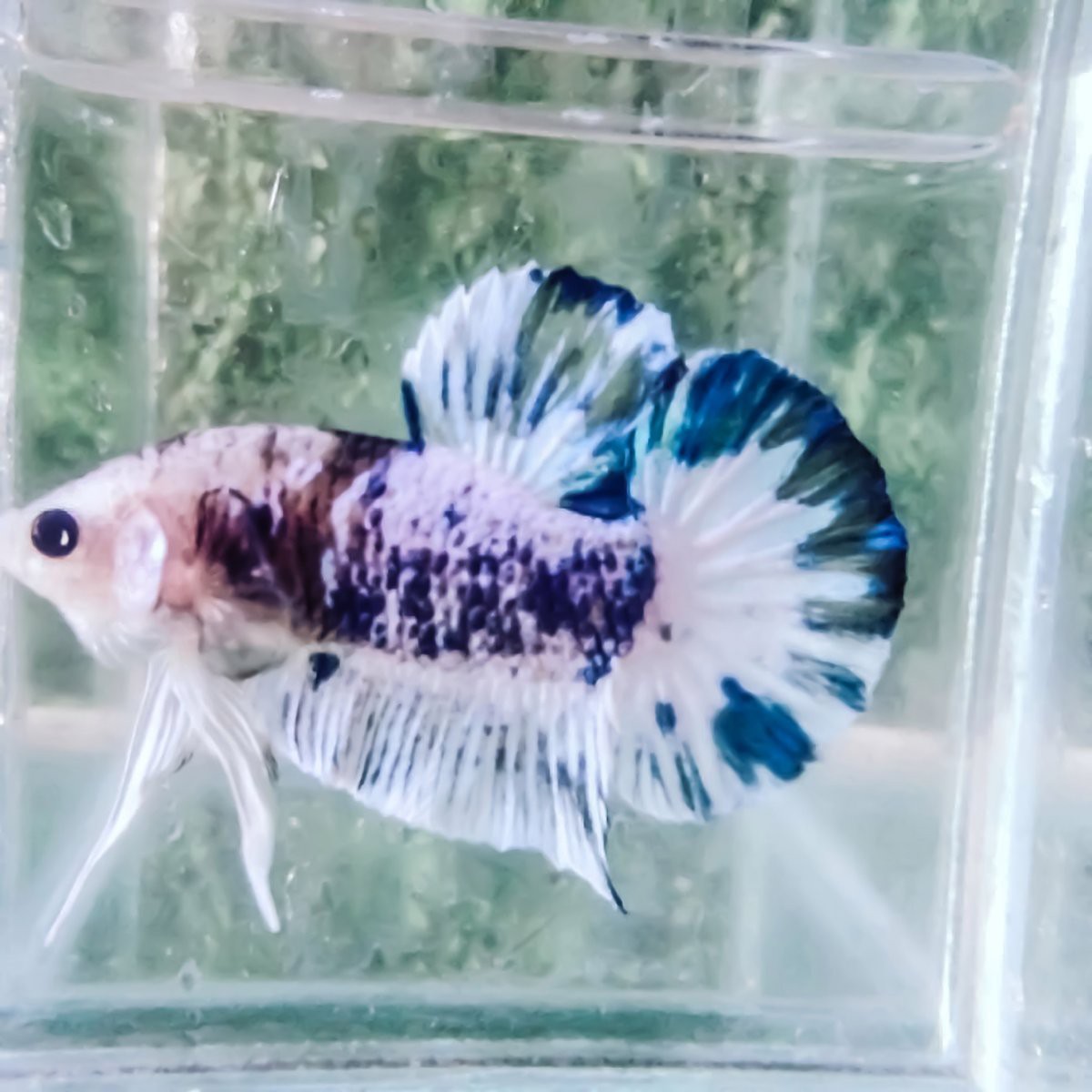 鳳魚最忌三種魚，鳳尾魚最忌混養(yǎng)的三種魚類及其原因