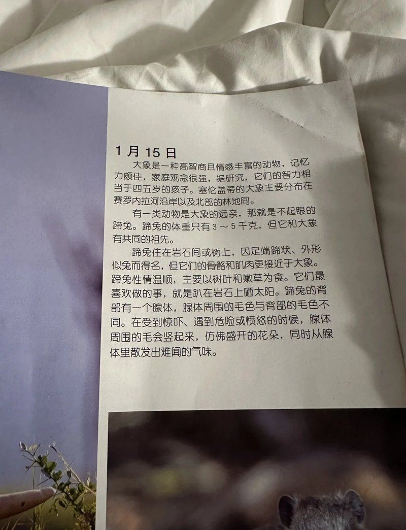 海象智商相當于幾歲，動物的智商相當于人類幾歲孩子的智商