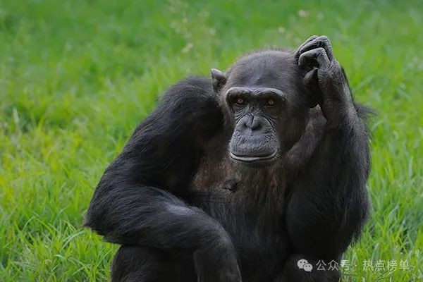 海象智商相當于幾歲，動物的智商相當于人類幾歲孩子的智商
