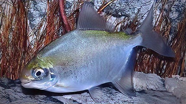 紅勾丁銀板魚最簡單三個步驟，紅勾丁銀板魚最簡單的三個步驟做法，魚肉鮮嫩入味沒腥味