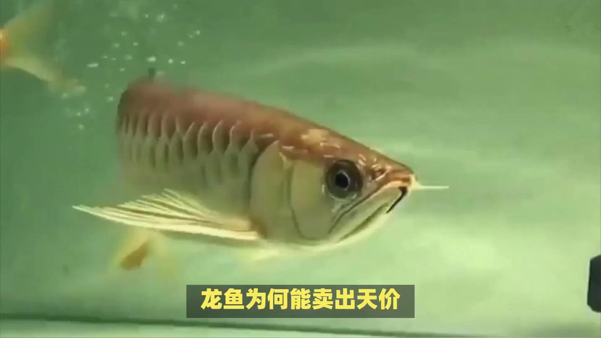 哪種血統(tǒng)的過背金龍魚最珍貴？，哪種血統(tǒng)的過背金龍魚最珍貴過背金龍魚價格多少一條瞬光札記