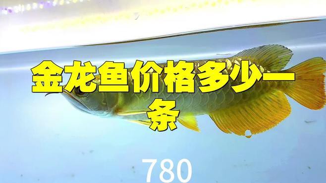 哪種血統(tǒng)的過背金龍魚最珍貴？，哪種血統(tǒng)的過背金龍魚最珍貴過背金龍魚價格多少一條瞬光札記
