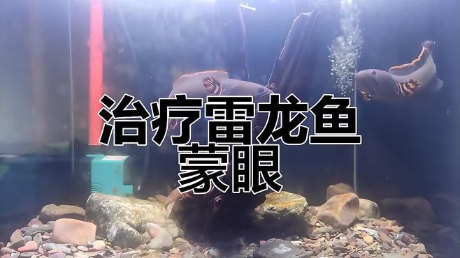 哪種龍魚蒙眼藥效果最好？，哪種龍魚蒙眼藥效果最佳