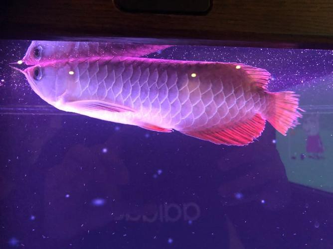 提供幾張龍魚白點病的初期圖片，《龍魚白點病初期圖片相關摘要》