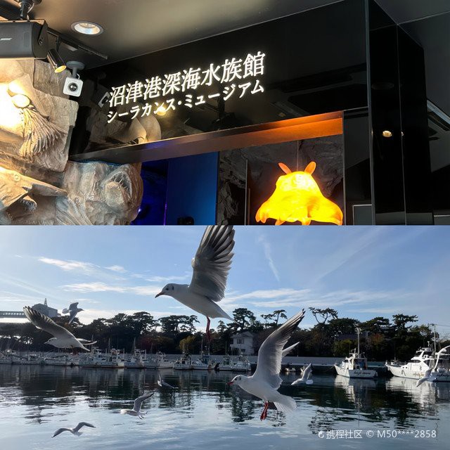 津市水族店，津市有哪些知名的水族店