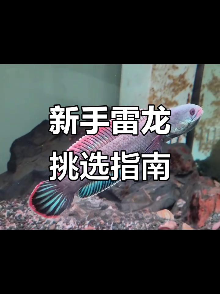哪些雷龍魚適合新手？，哪些雷龍魚適合新手飼養