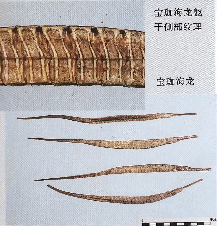 如何區分不同種類的海龍？，好貨分享藥材滋補海龍海馬和海龍作用一樣就是一個野生