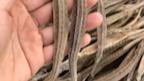 如何區分不同種類的海龍？，好貨分享藥材滋補海龍海馬和海龍作用一樣就是一個野生