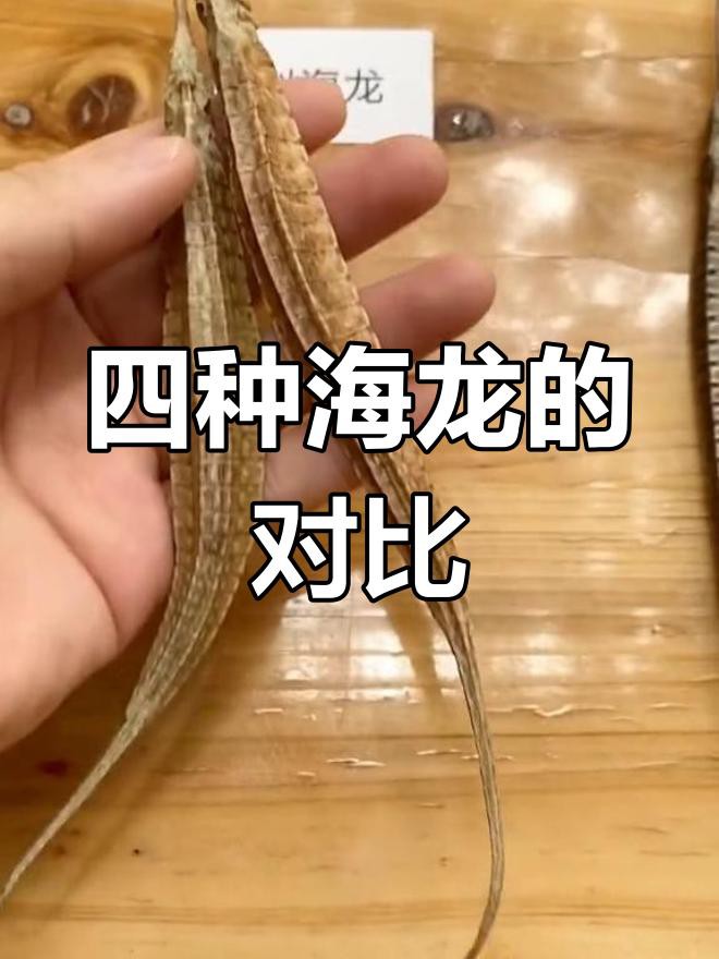 如何區分不同種類的海龍？，好貨分享藥材滋補海龍海馬和海龍作用一樣就是一個野生
