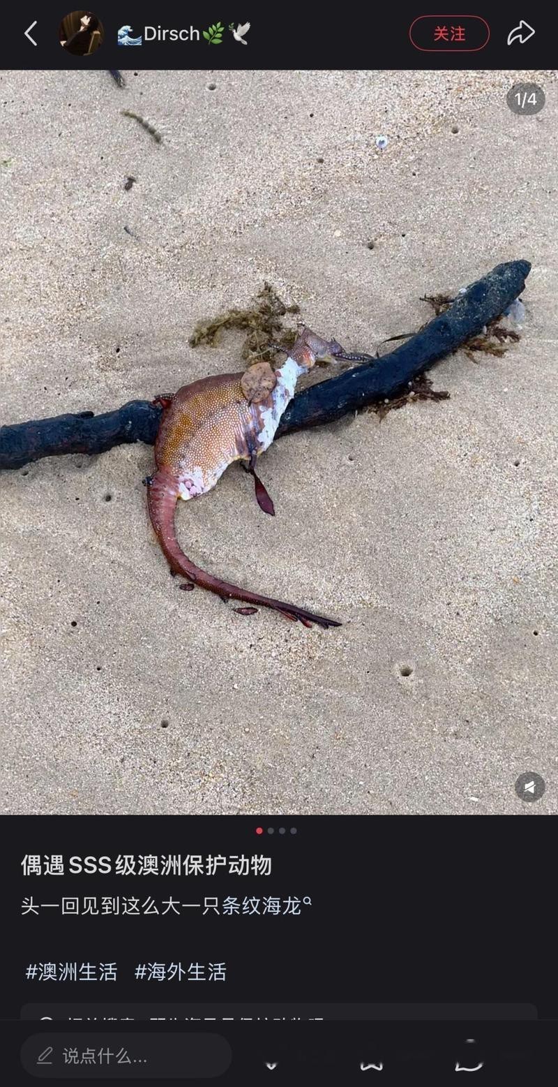 如何區分不同種類的海龍？，好貨分享藥材滋補海龍海馬和海龍作用一樣就是一個野生