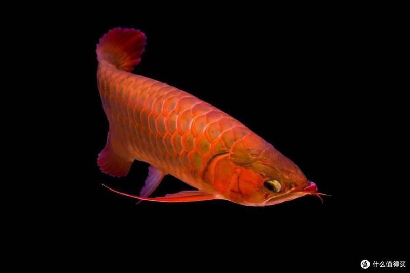 小紅龍魚多久能長到成魚，小紅龍魚從幼魚成長為成魚所需時間受多種因素影響