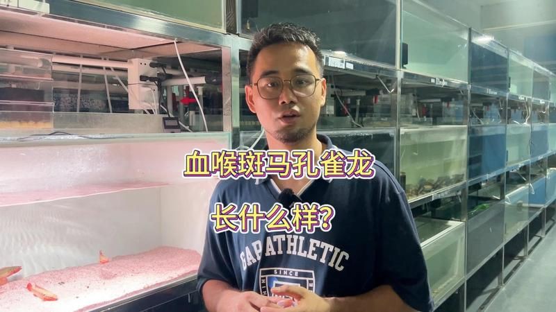 孔雀龍的外形特征,孔雀龍長什么樣 龍魚百科 第6張 孔雀龍的外形特征,孔雀龍長什么樣 孔雀龍的外形特征,孔雀龍長什么樣 龍魚百科 第6張