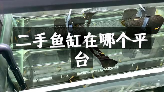 二手魚缸哪里買最便宜，二手魚缸哪里買最便宜二手魚缸購買渠道及性價(jià)比分析